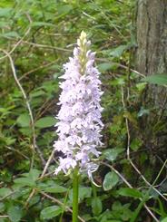 Spotted Orchid by FP46