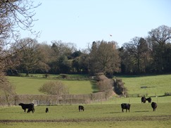 Field of cows with trees in the background near the Gallops