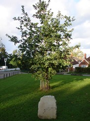 Golden Jubilee Oak