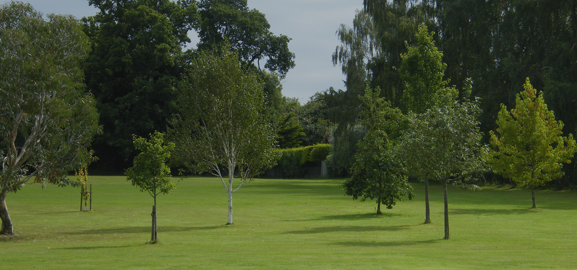 Trees in Finchampstead Memorial Park