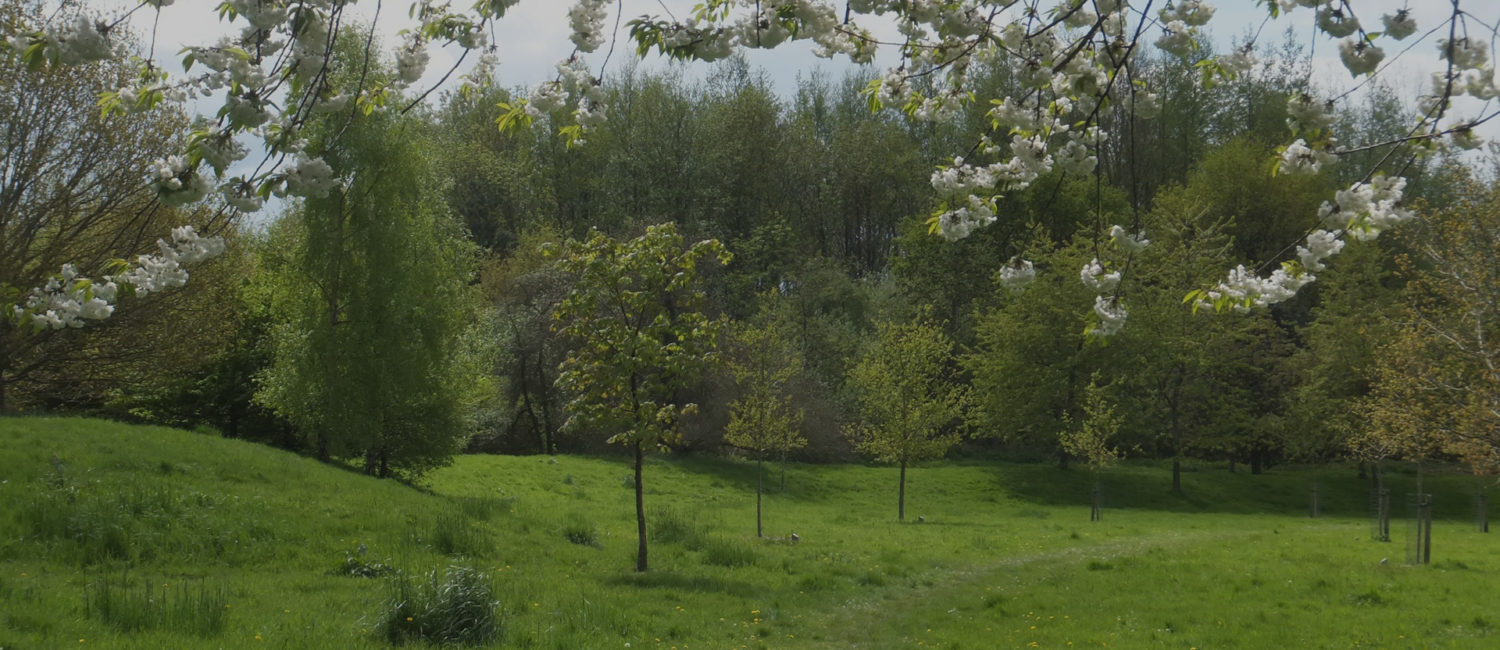 Trees and cherry blossom at Burnmoor Meadow