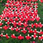 lots of small wooden crosses with red poppies