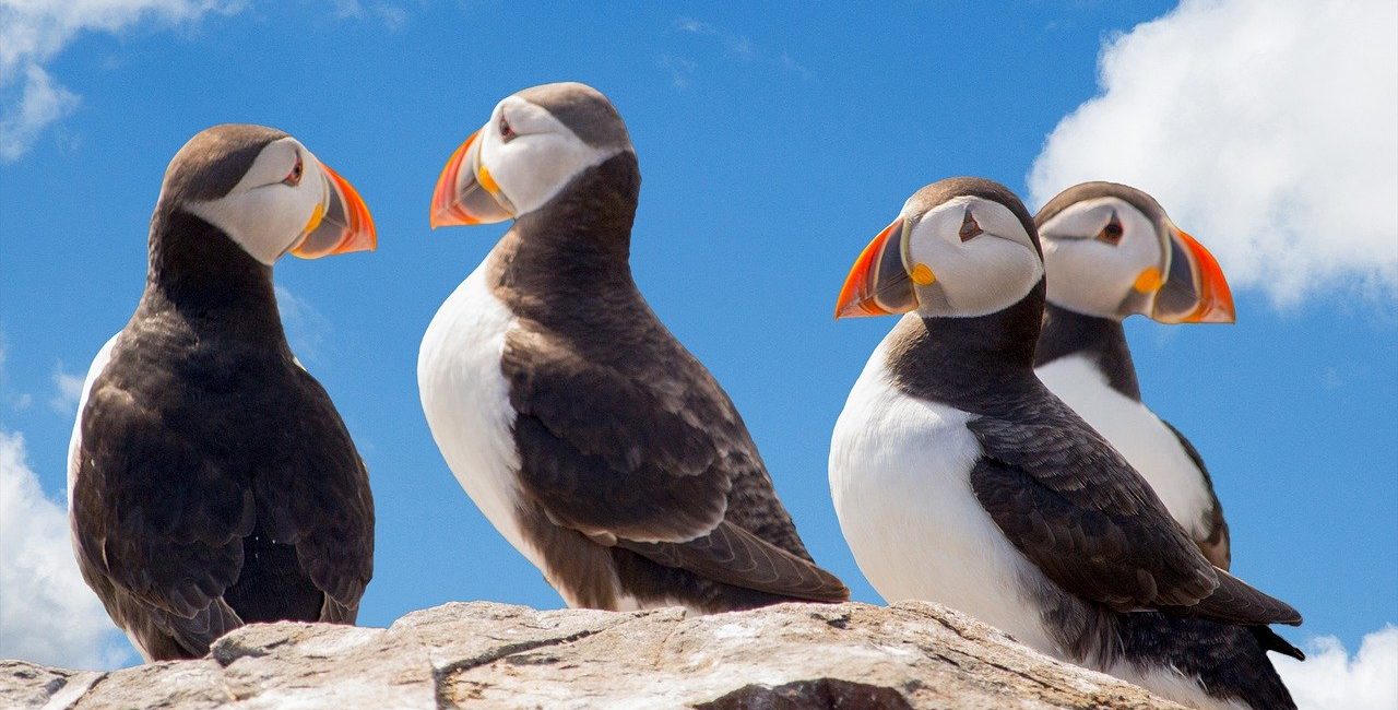 Four puffins on a stone with blue sky and clouds