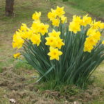 Clump of yellow trumpet daffodils