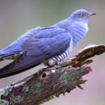 A blue Cuckoo on a branch