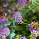 Butterflies on purple flowers