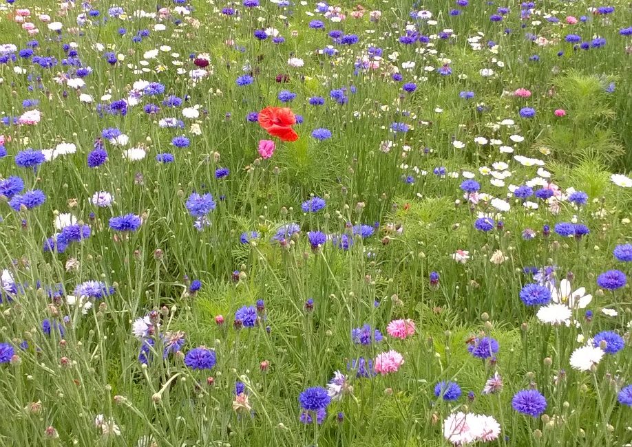 Wildflower meadow including blue cornflowers