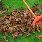 leaves on grass with a rake