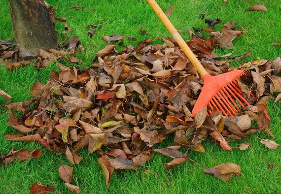 leaves on grass with a rake