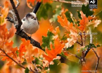 Long tailed tit with autumn coloured oak leaves