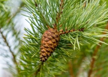 Pine needles and pine cone
