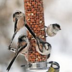 Long tailed tits on a peanut feeder