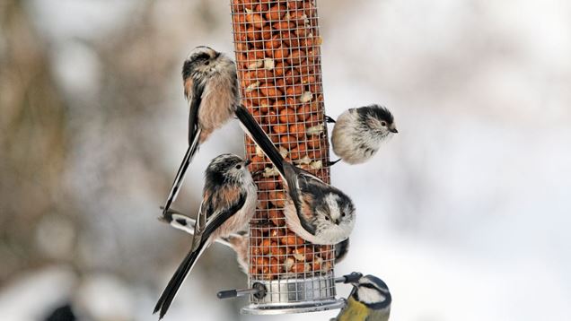 Long tailed tits on a peanut feeder