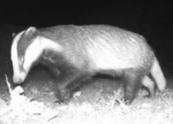 A badger walking