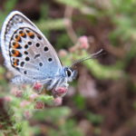 Silver studded blue butterfly with orange and black spots on its wings