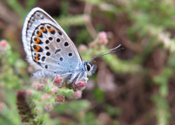 Silver studded blue butterfly with orange and black spots on its wings