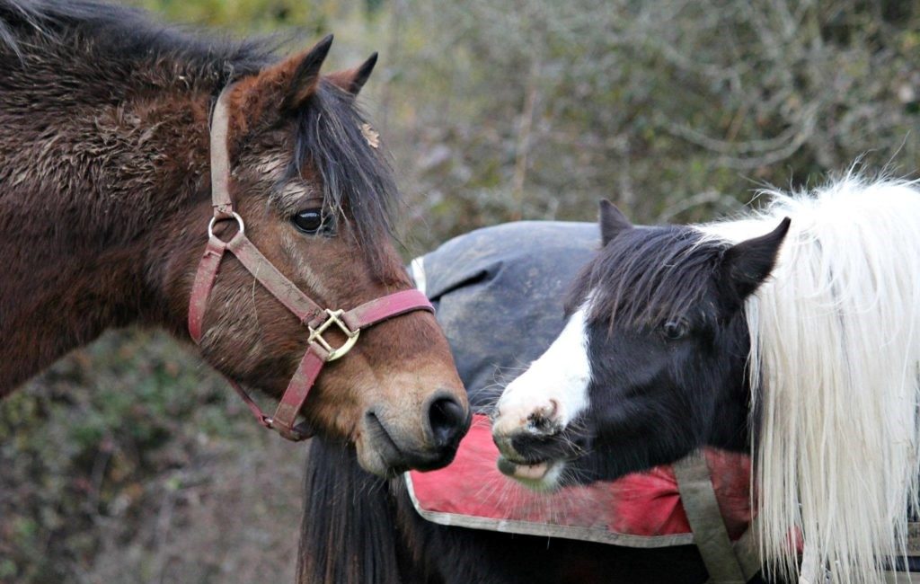Head of brown horse with halter touching noses with small piebald horse with a long mane