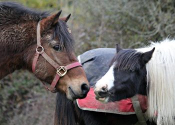 Head of brown horse with halter touching noses with small piebald horse with a long mane