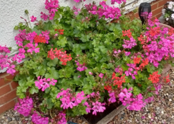 Old black recycling box planted with pink and red trailing geraniums