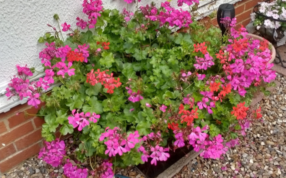 Old black recycling box planted with pink and red trailing geraniums