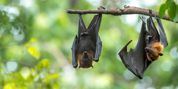Two black bats hanging from a branch