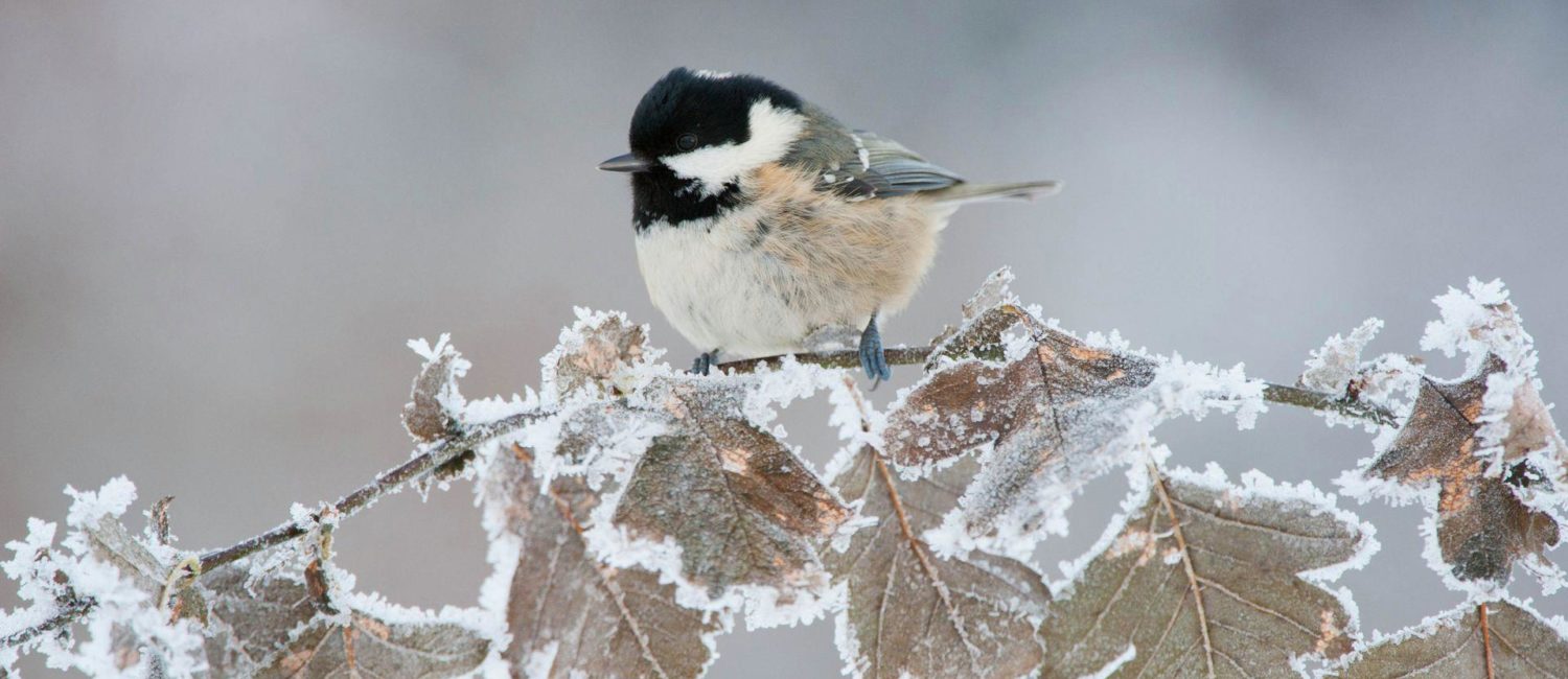 coal tit bird with a black head on a frosty branch