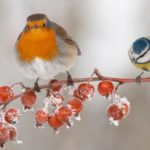 Robin and blue tit on a branch with frosty red berries
